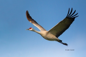 Crane;Grus-canadensis;Merced-National-Wildlife-Reserve;Sandhill-Crane,-action,-a